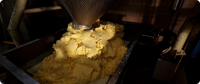 Natural cream is separated from the pasteurised milk, forming the base for the butter churning process.